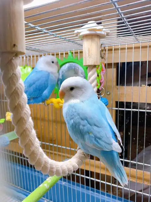 蓝闪派牡丹鹦鹉