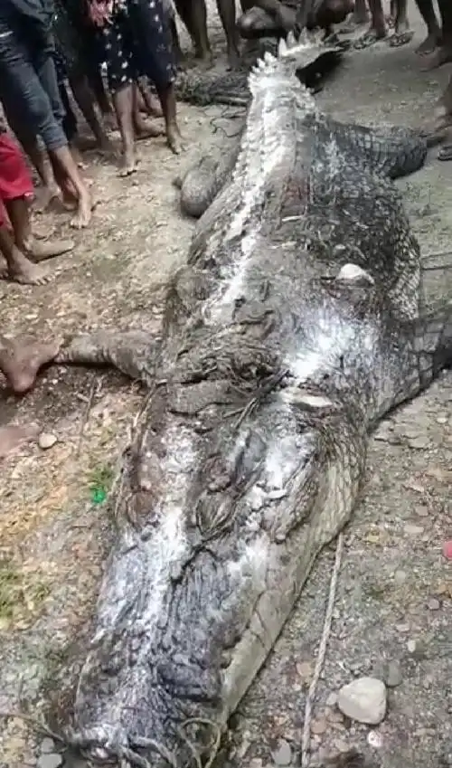 印尼接连发生鳄鱼吃人事件有男子被生吞后村民杀死鳄鱼剖腹取尸
