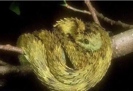 盘点全球最昂贵的毒蛇:蓝血价值达40万美元