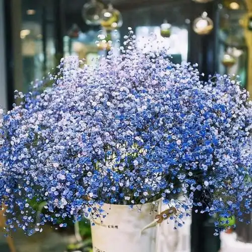 满天星想养爆盆很简单