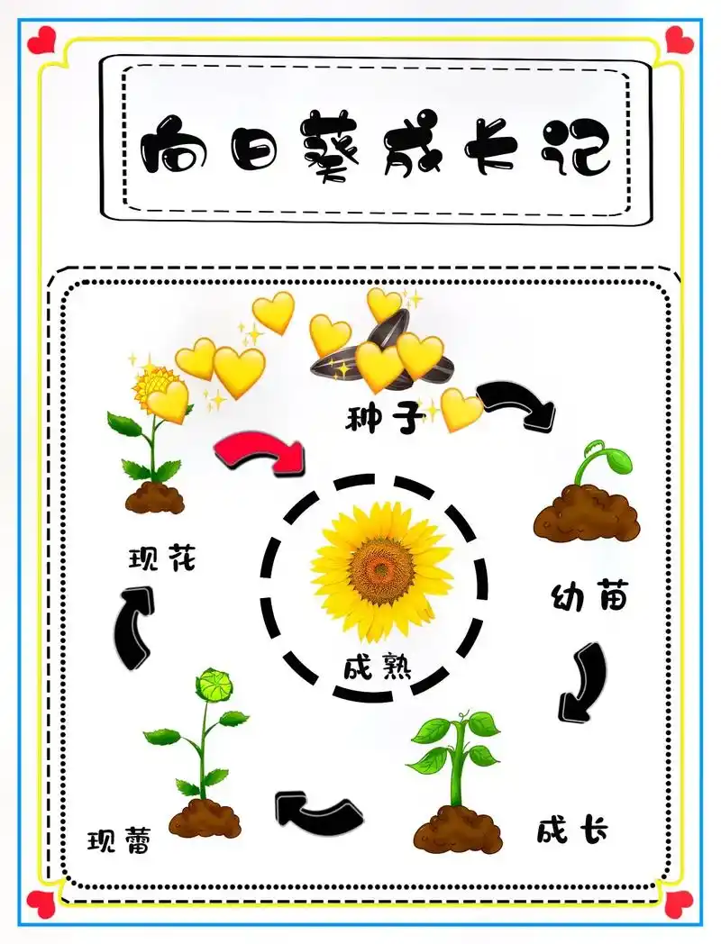 幼儿园植物角《向日葵97成长记》幼儿园植物角《向