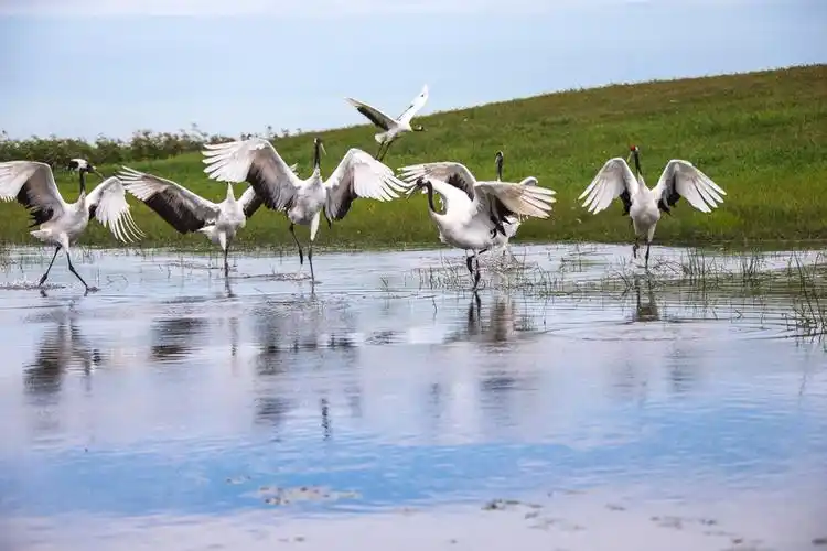 其它 丹顶鹤的故乡--扎龙扎龙国家级自然保护区是中国最大,世界闻名的