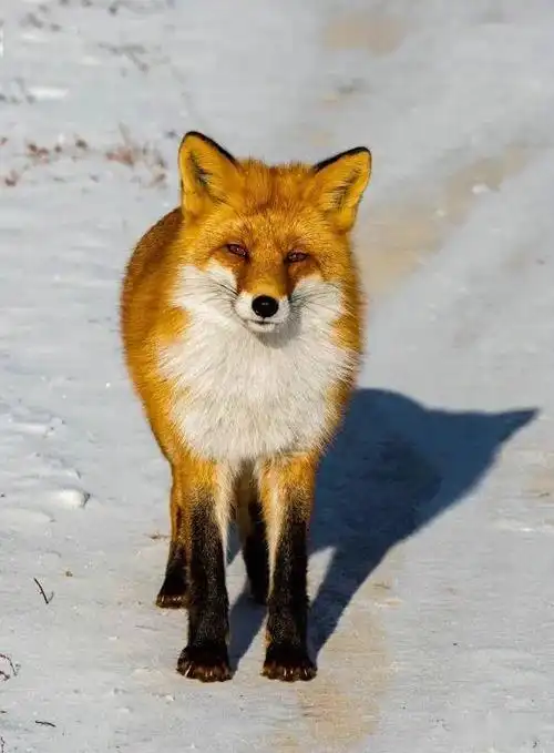 原创森林里的精灵一一狐狸