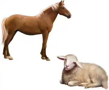 混合的品种马和羊照片