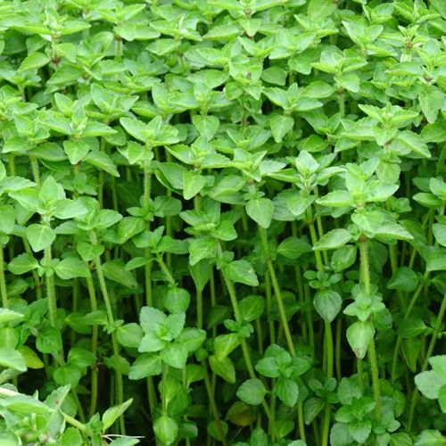 云南德宏野生水香菜新鲜蔬菜水香菜野菜香菜凉拌煮鸡蛋1000克火锅云南