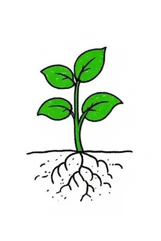 🌱芽简笔画🎨