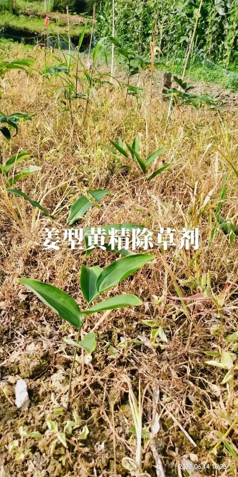 姜型黄精除草剂#抖音创作者大会#图文伙伴计划 #劳动者是最美 - 抖音