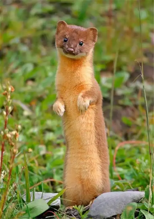 秦岭驴友发现黄鼠狼猎杀野兔,这东西最怕大白鹅,打个屁臭死人_动物