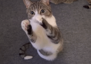 萌宠喵星人猫拜托吃货gif动图_动态图_表情包下载_soogif