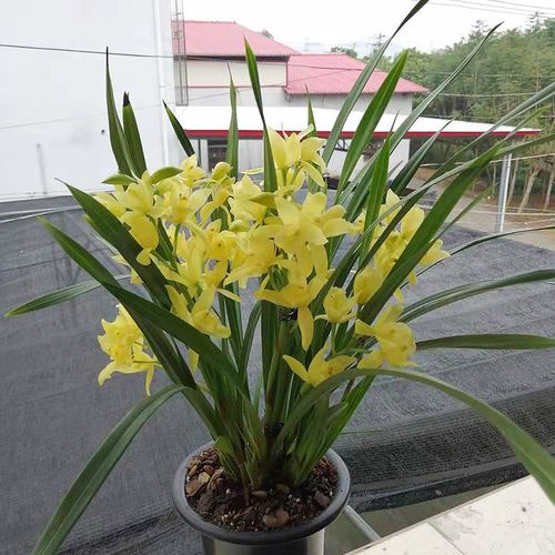 协洛爆盆10苗 养不死的兰花 黄金小神童 室内绿植盆栽花卉 开花超香