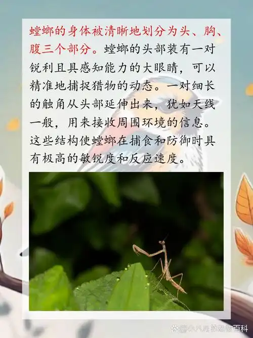 螳螂身体结构 我认为,螳螂的身体结构充满了独特性和复杂性.