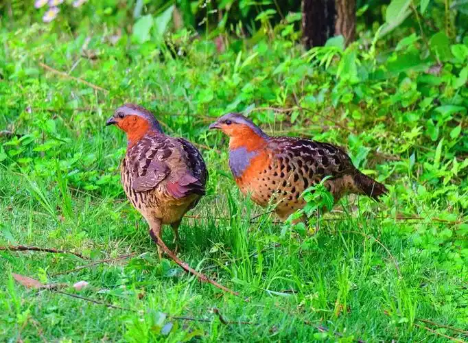 孝南朱湖:竹鸡声声"你莫怪"_长江云 - 湖北网络广播电视台官方网站