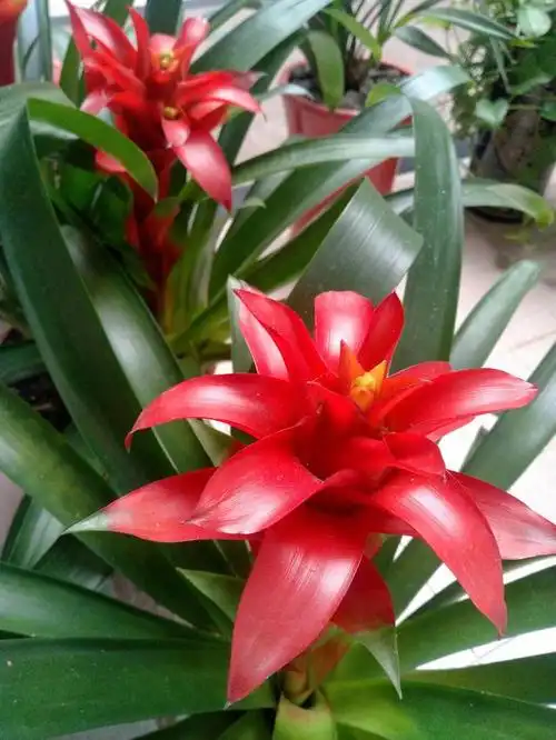 鸿运当头又叫凤梨花,寓意着好运连连,发大财.