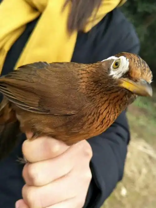 一只优等画眉鸟的各项鉴别标准