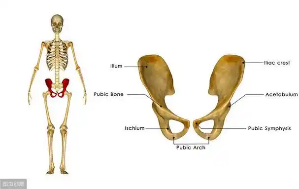 认识我们身体的"盆"--骨盆,骨盆的重要性