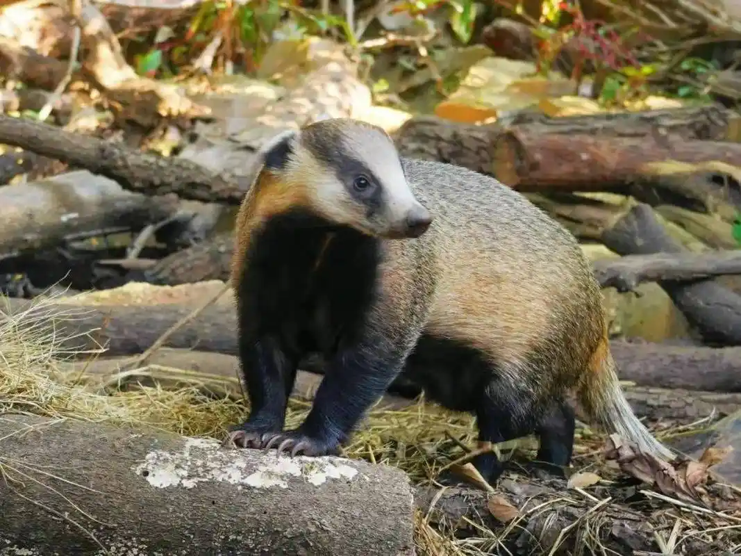 "獾油"曾被拿来治冻疮,烫伤,为何很少见了?是用什么做成的?