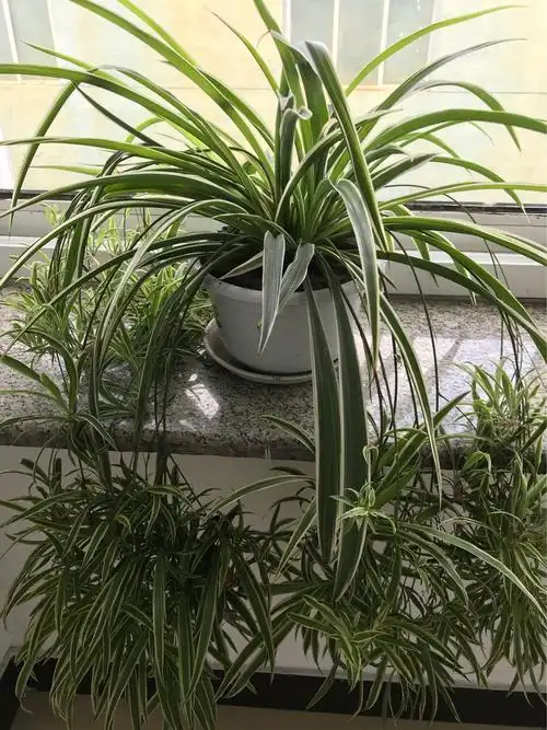 天蓝蓝草绿绿水清清花别样红