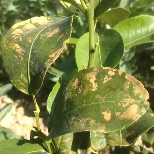 各位老师这是柑橘什么病害?谢谢