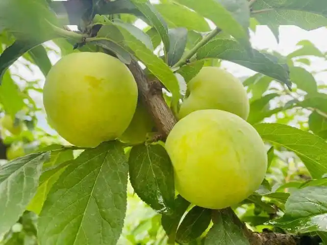 他们说:"我们的李子都不施化肥, 只施农家肥, 不催熟,不打药,大家吃着