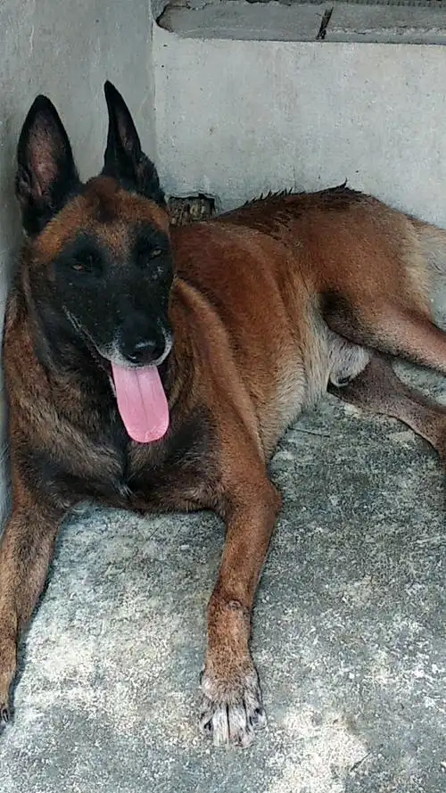 成年马犬放牧牛羊可以吗