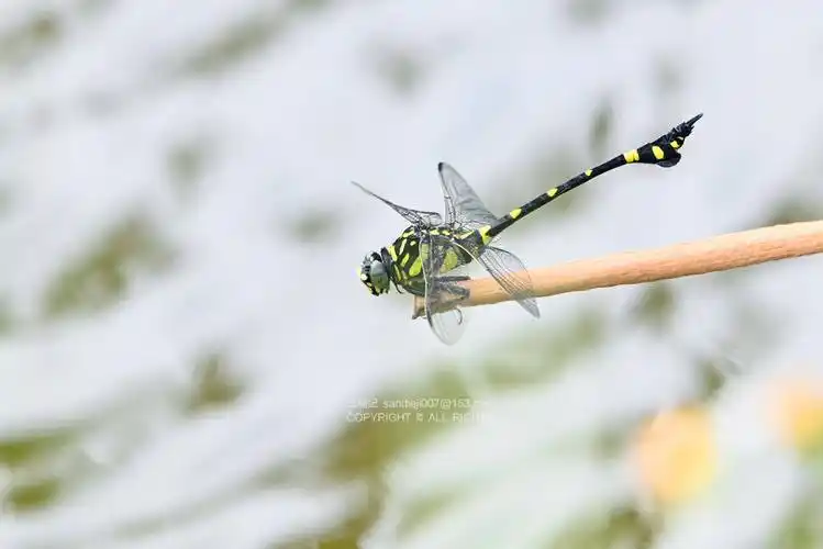 自然散步 | 在海口淡水湿地调查蜻蜓