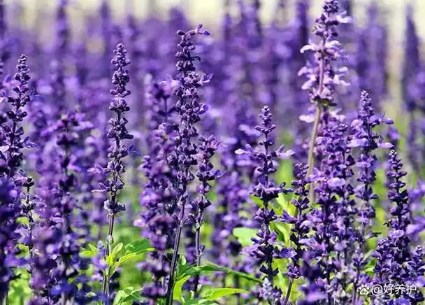 薰衣草十大品种,你喜欢哪一种?