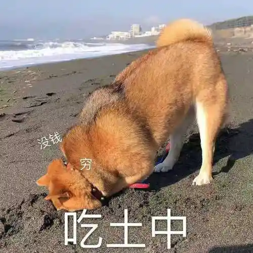 表情包-表情包图片