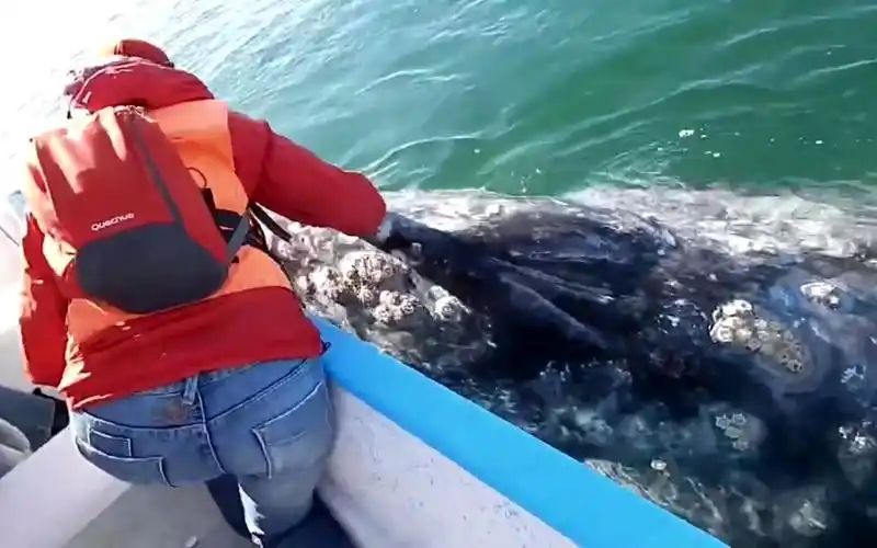 谁会介意蹲坑的时候看一集给鲸鱼清理藤壶#减压 #清理藤壶 #极度舒适