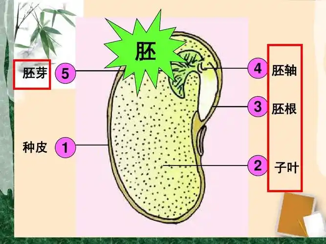 胚 胚芽     胚轴 3 胚根 种皮     子叶