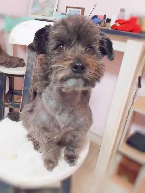 雪纳瑞串串也很可爱