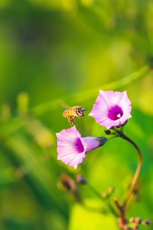 牵牛花与蜜蜂