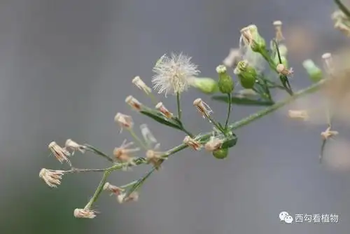 小蓬草 erigeron canadensis