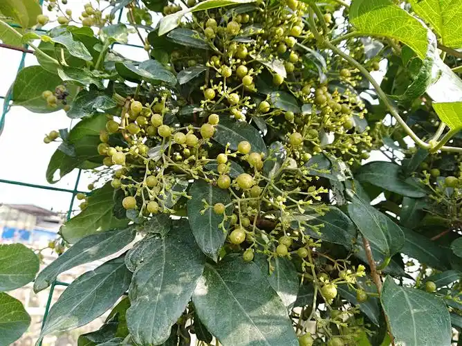 路遇野藤累累果实