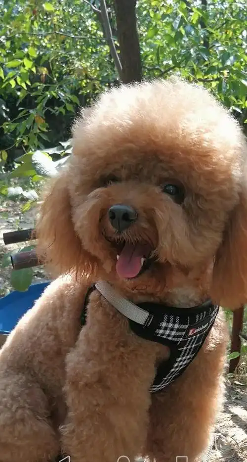 7. 泰迪狗图片幼犬大全