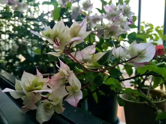 怡景三角梅开出来的花朵一个月不上色就枯花花朵上色3妙招