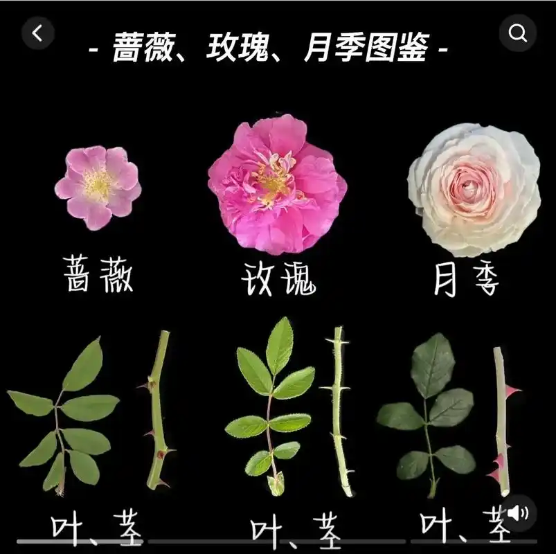 蔷薇 玫瑰 月季的区别…… - 抖音
