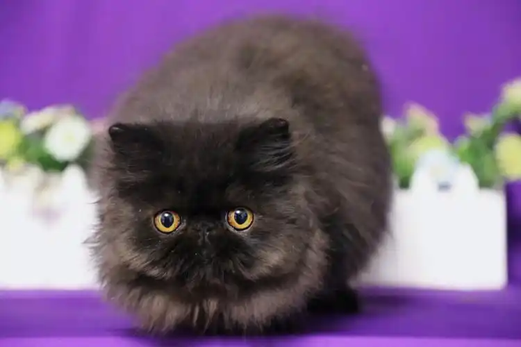 找新家#波斯猫  #加菲猫