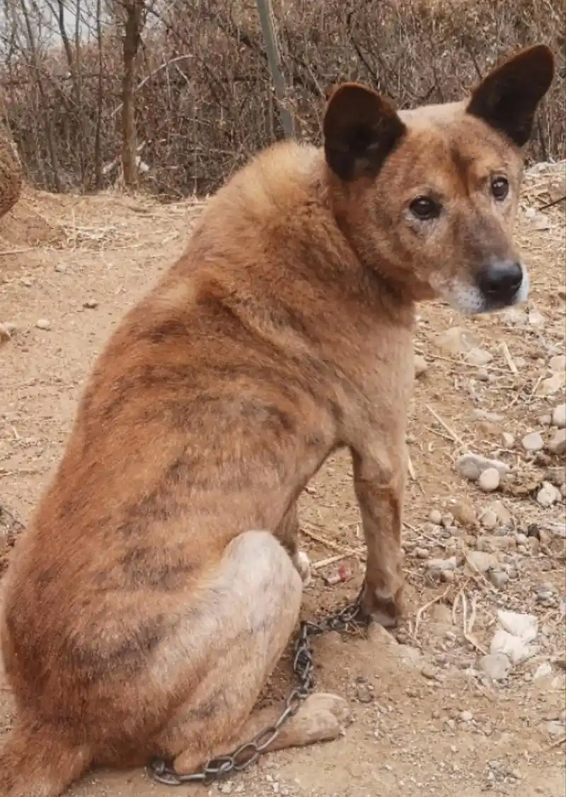 我的小土狗狗去汪星了.#中华田园犬 #万物皆有灵不是宠物,是 - 抖音