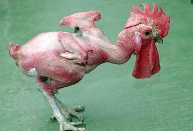 欧洲转基因培育出无毛鸡,深受大众喜爱,食用方便不用退毛