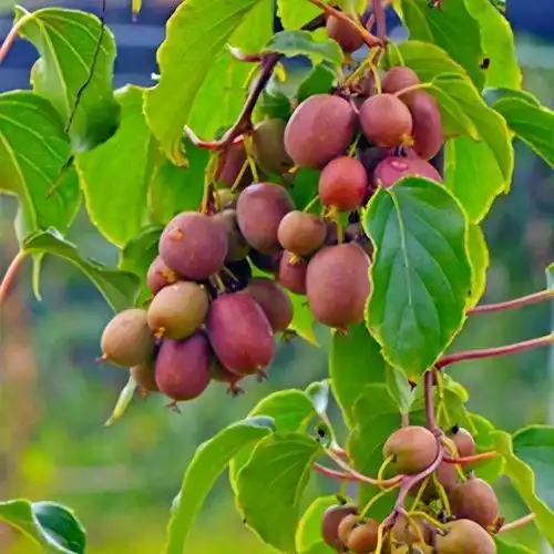 其中就有软枣猕猴桃这种新奇的果树品种,一种新手易操作,好照顾的果树