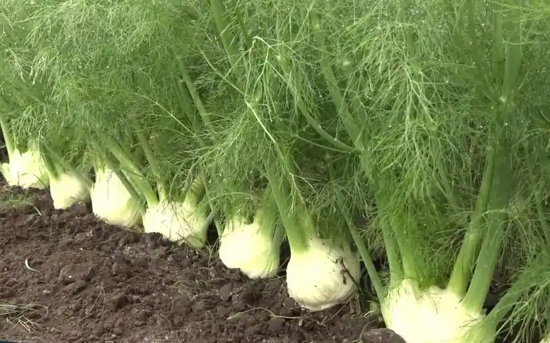 结球茴香的一生|现代农业种植和收获球茎茴香