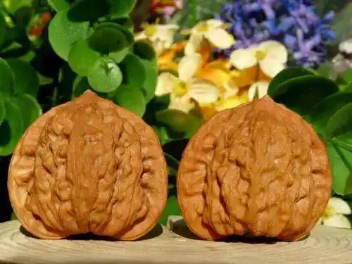 属于麻核桃的一种,公子帽文玩核桃,又叫相公帽,公子帽2制成辟邪吊坠也