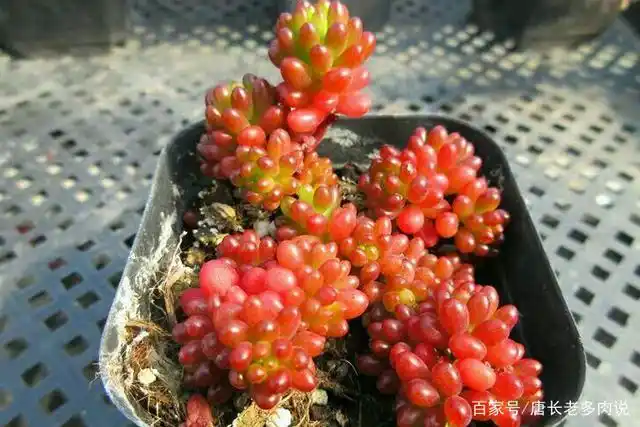 看了很想吃的多肉植物红色浆果,养出状态以后如熟透的迷你小樱桃