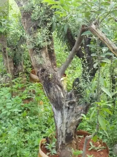 云南鬼柳树云南吉利树云南清香树云南黄杨木90