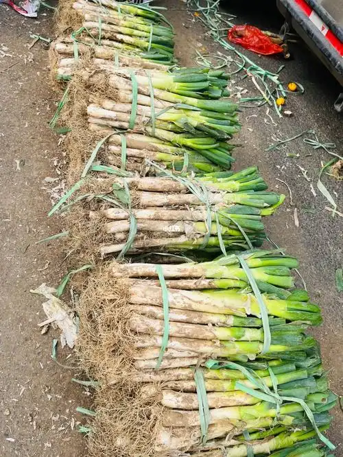 南方的朋友看过来北方的大葱是这么卖的