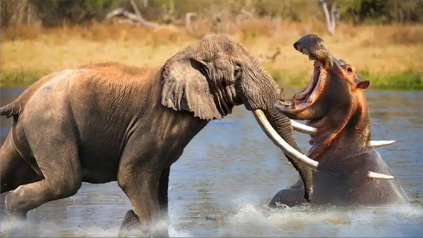 野生动物的激战,愤怒的大象袭击河马,犀牛,狮子与鳄鱼,羚羊!