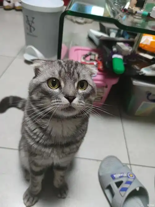 送美短折耳猫-爱卡汽车网论坛