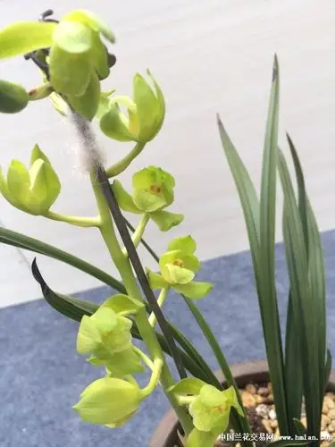 随州兰展王氏素荷花照集锦