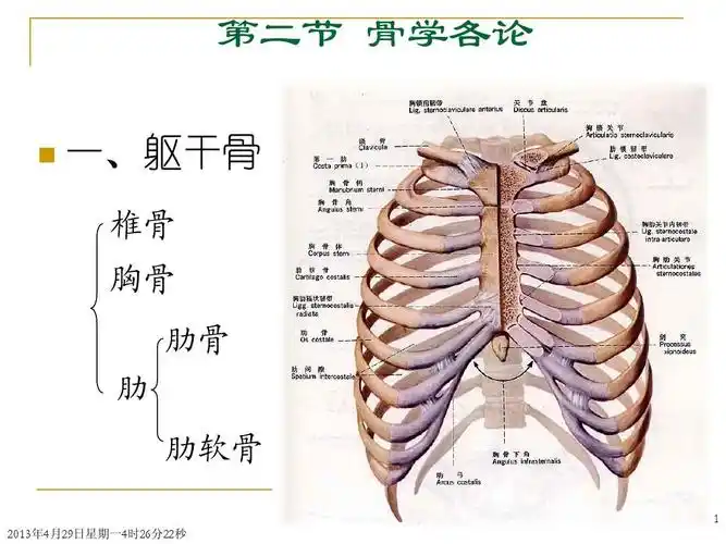 chapter 2-- locomotive system(2骨学各论-躯干骨)