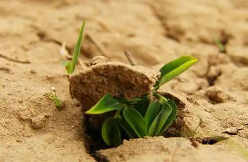 破土而出的唯美句子